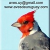 Foto de AvesDeUruguay.com