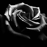 ginebra_black_rose