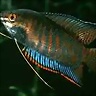 Gourami