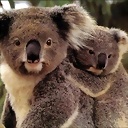 koalasss