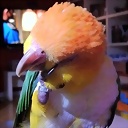 caique2222