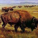 bison_lamk