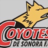 coyotes_dorados