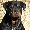 Solo_Rottweiler