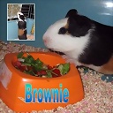 brownie_smith