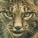 Lince1491