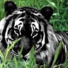 Black_Tiger