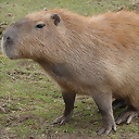 CapybaraNew