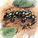 salamandra007