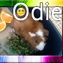 odie_cobaya