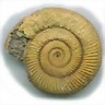 Ammonites