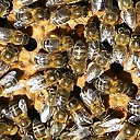 apicolagimardi