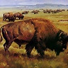 bison_lamk