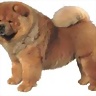 chow-chow