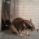 Flying_squirrel