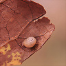 isasa